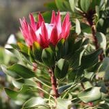 Protea Madiba (Pbr)