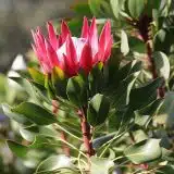 Protea Madiba (Pbr) Protea Madiba (Pbr)