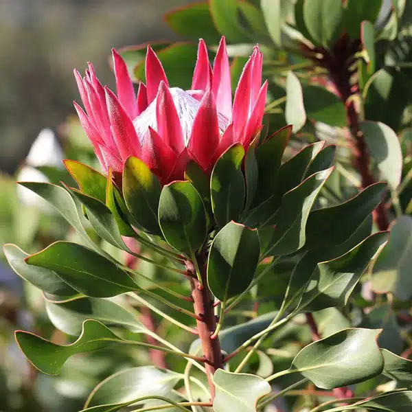 Protea Madiba (Pbr)
