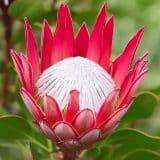 Protea Madiba (Pbr)