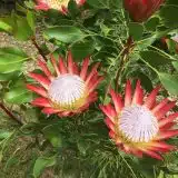 Protea Madiba P10promad - Garden Express Australia