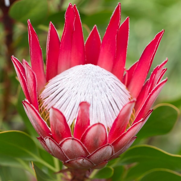Protea Madiba (Pbr)