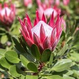 Protea Pink Crown