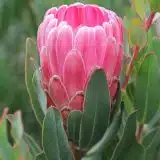 Protea Stately - Garden Express Australia