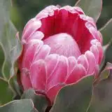 Protea Stately Protea Stately