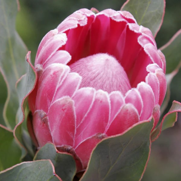 Protea Stately Protea Stately