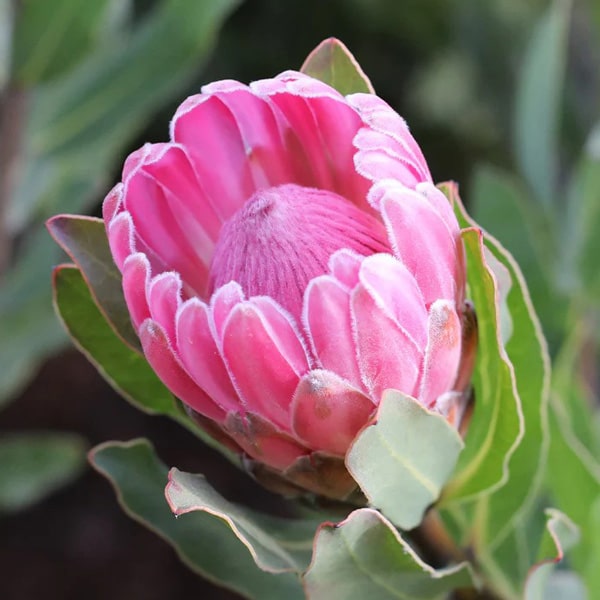 Protea Stately Protea Stately