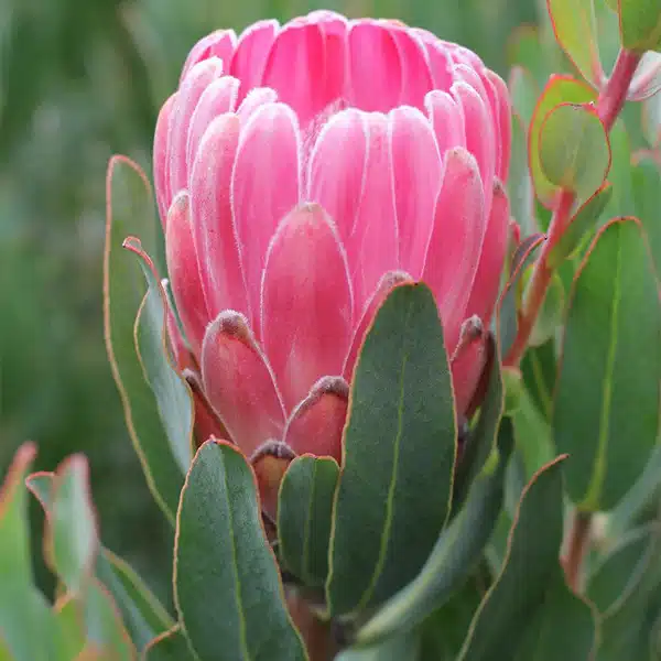 Protea Stately Protea Stately