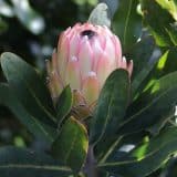 Protea Susara