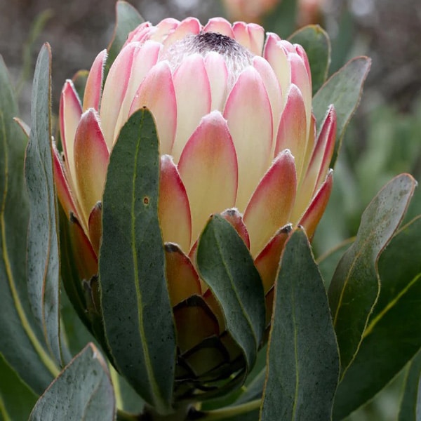 Protea Susara