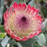 Protea Sylvia Protea Sylvia