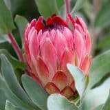 Protea Sylvia
