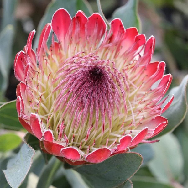 Protea Sylvia