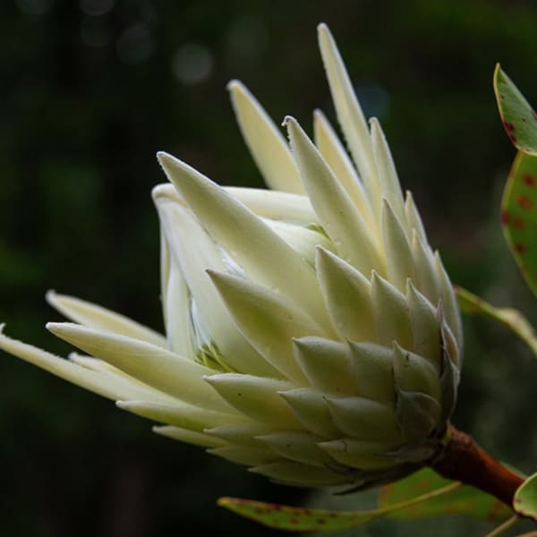 Protea White Crown