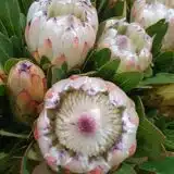 Protea White Ice P75prowic - Garden Express Australia