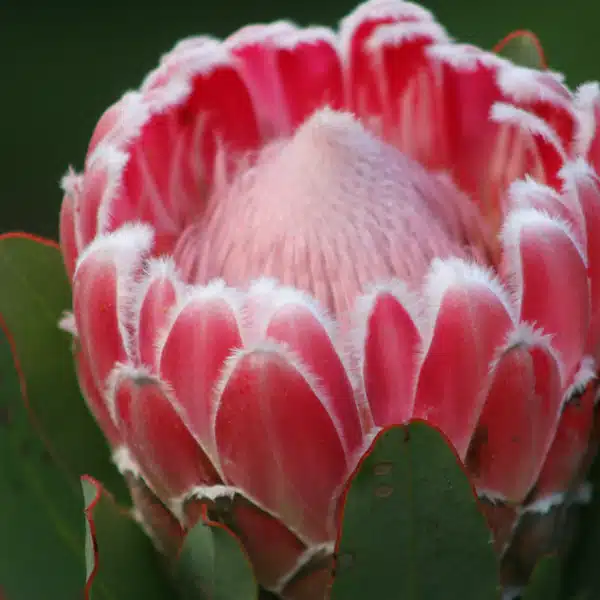 Protea Compacta
