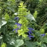 Salvia Limelight By Juan Carlos Fonseca Mata Cc Via Wiki Lposallim - Garden Express Australia