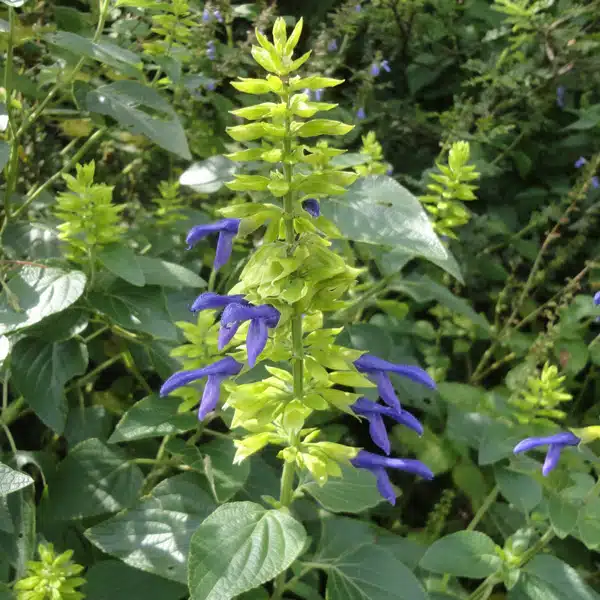 Salvia Limelight Salvia Limelight