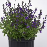 Salvia Mirage Blue Salvia Mirage Blue