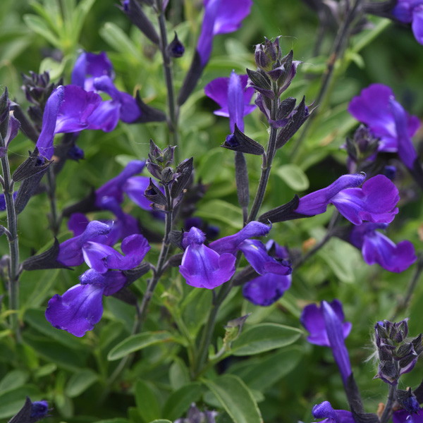 Salvia Mirage Blue