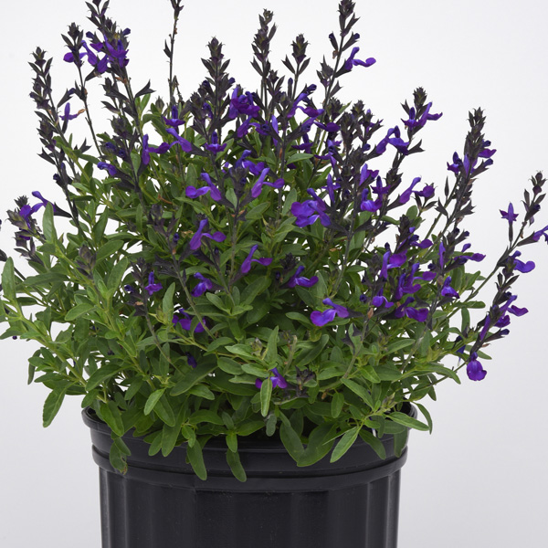 Salvia Mirage Blue