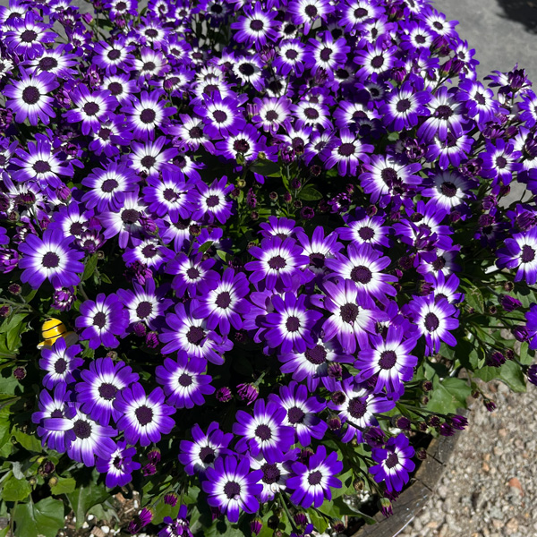 Senecio Mandala Blue Bicolour