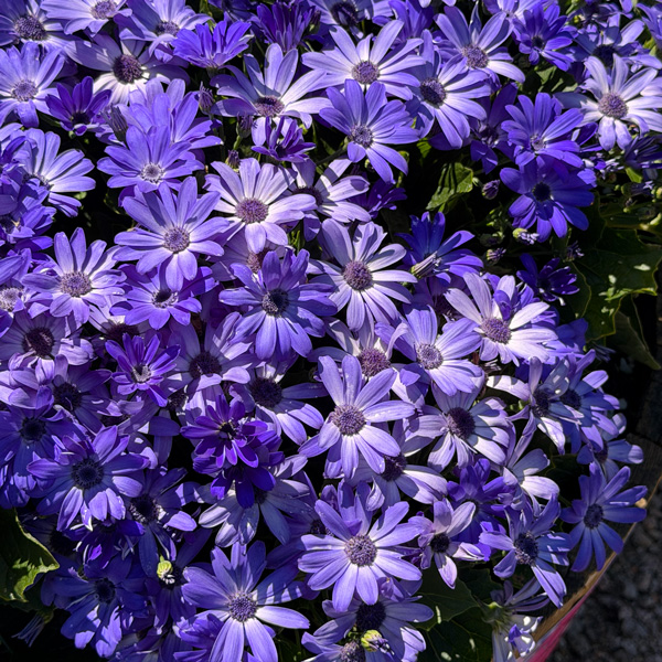 Senecio Mandala Blue Charme