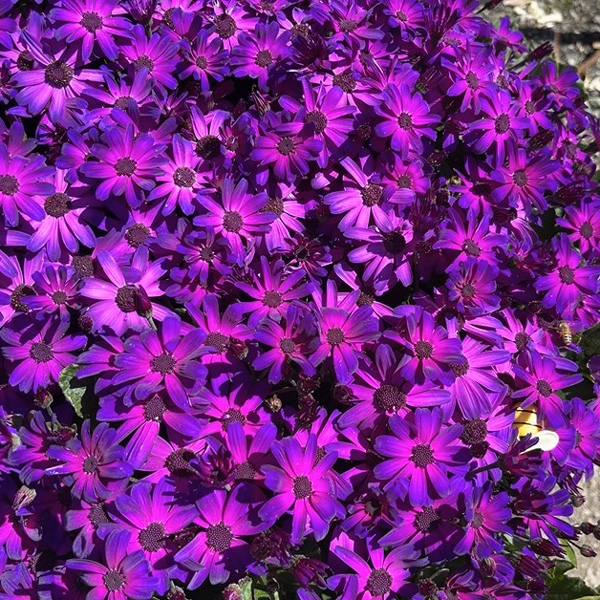 Senecio Mandala Plus Magic Purple