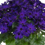 Senecio Mandala Plus Royal Blue