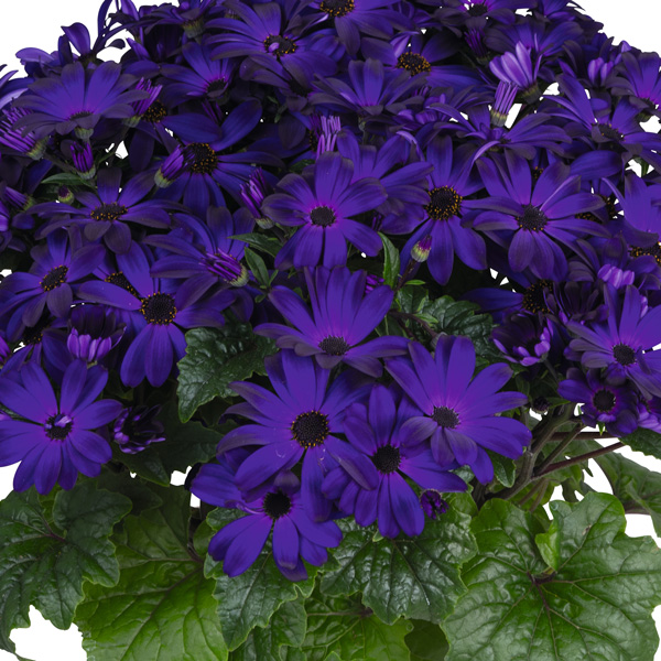 Senecio Mandala Plus Royal Blue