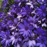 Senecio Mandala Plus Sky Blue