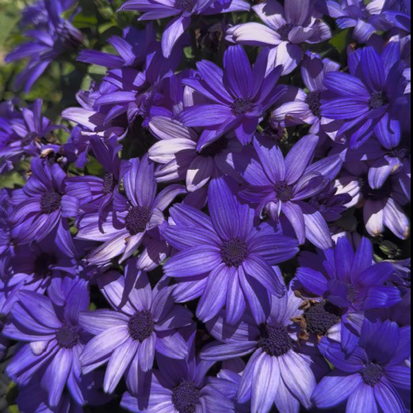 Senecio Mandala Plus Sky Blue