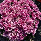 Senecio Mandala Salmon