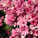 Senecio Mandala Salmon