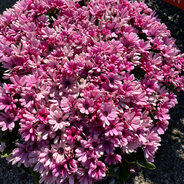 Senecio Mandala Salmon