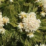 Serruria Lemon Honey