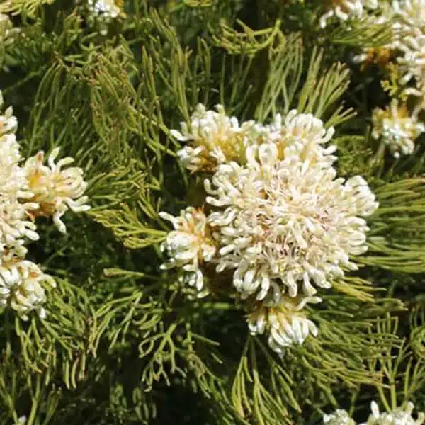 Serruria Lemon Honey