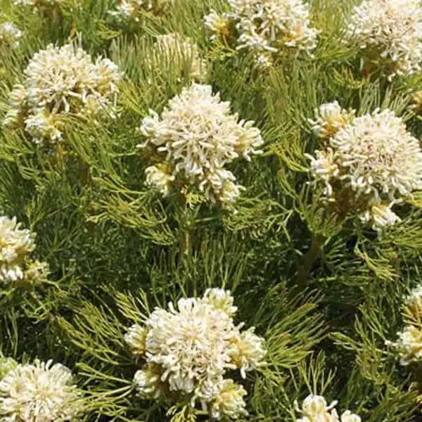 Serruria Lemon Honey