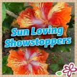 Sun Loving Showstoppers