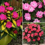 Sunpatiens Impatiens Pinks Collection Colsunpc - Garden Express Australia