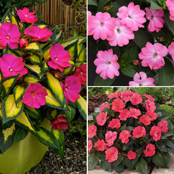Sunpatiens Impatiens Pinks Collection