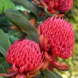 Telopea Emperors Torch Telopea Emperors Torch