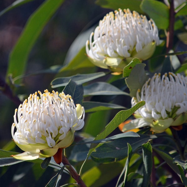 Telopea White Waratah