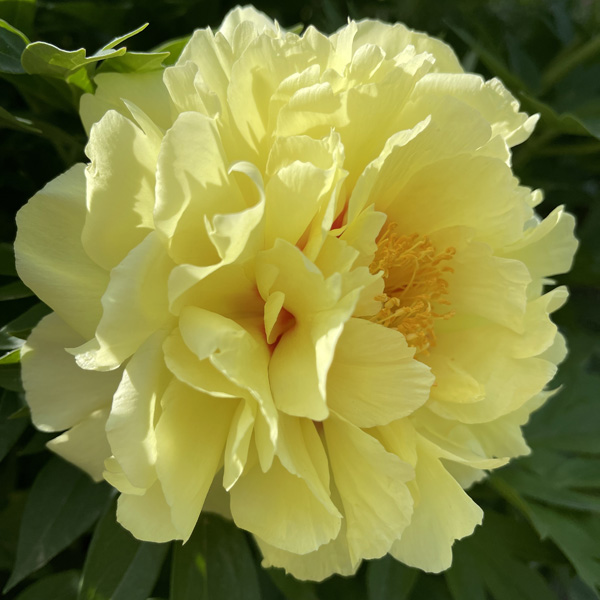 Tree Peony Arcadia