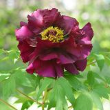 Tree Peony Black Panther