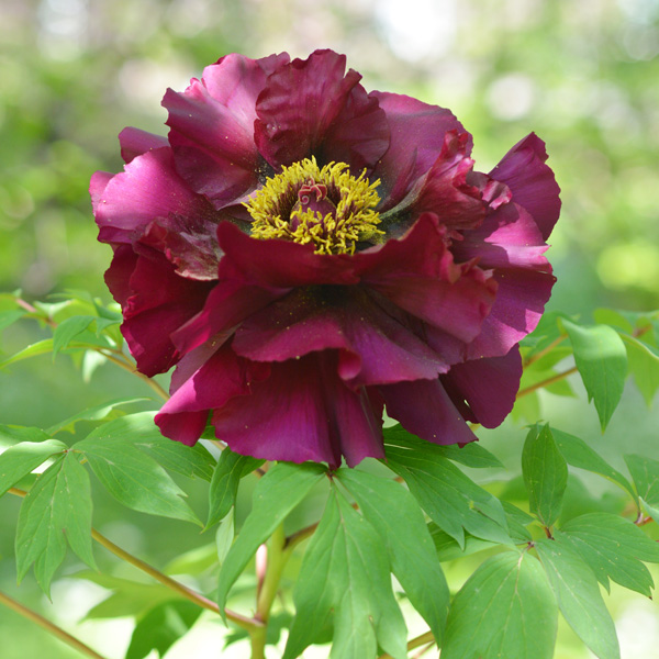Tree Peony Black Panther