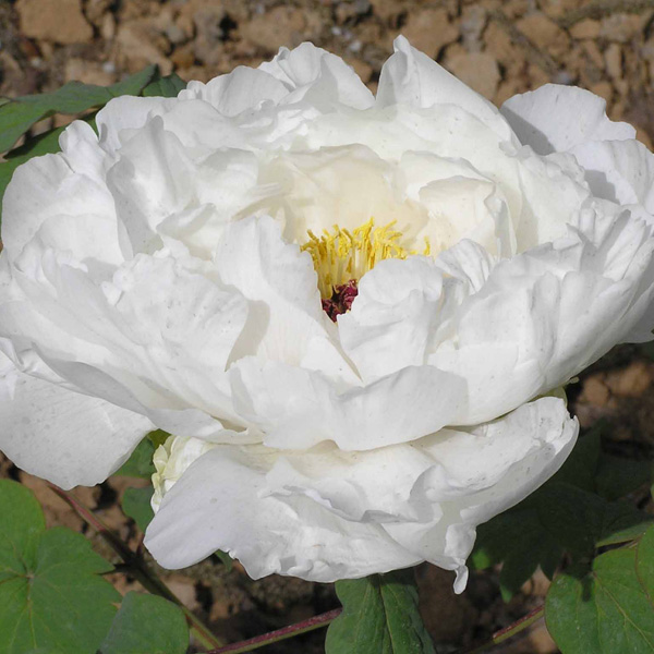 Tree Peony Hakuojishi