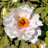 Tree Peony Hakuojishi Pktpahak 2026 - Garden Express Australia