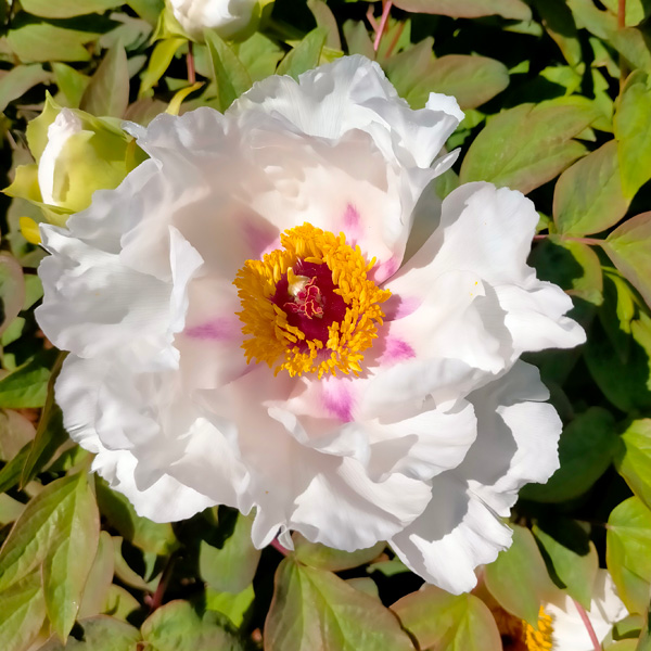 Tree Peony Hakuojishi