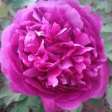 Tree Peony Purple Hat Pktpapha - Garden Express Australia